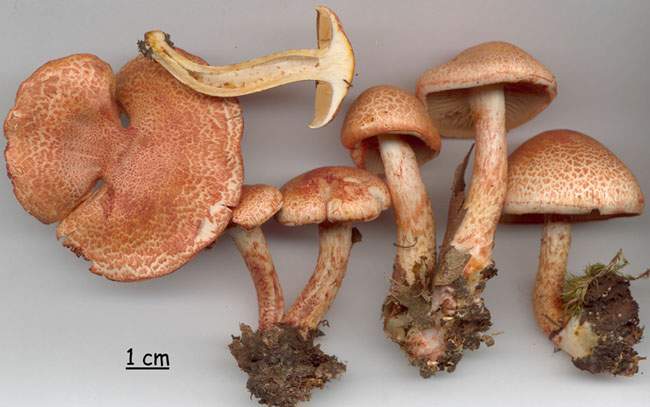 Cortinarius bolaris